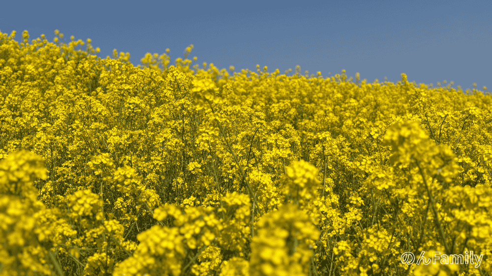 江戸川の菜の花畑アップ写真 春の見頃 3月 子連れで楽しめるお花スポット