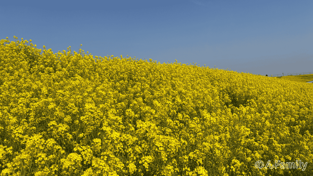 江戸川河川敷の菜の花畑の開花状況 2026年3月 満開の様子 子連れお出かけスポット