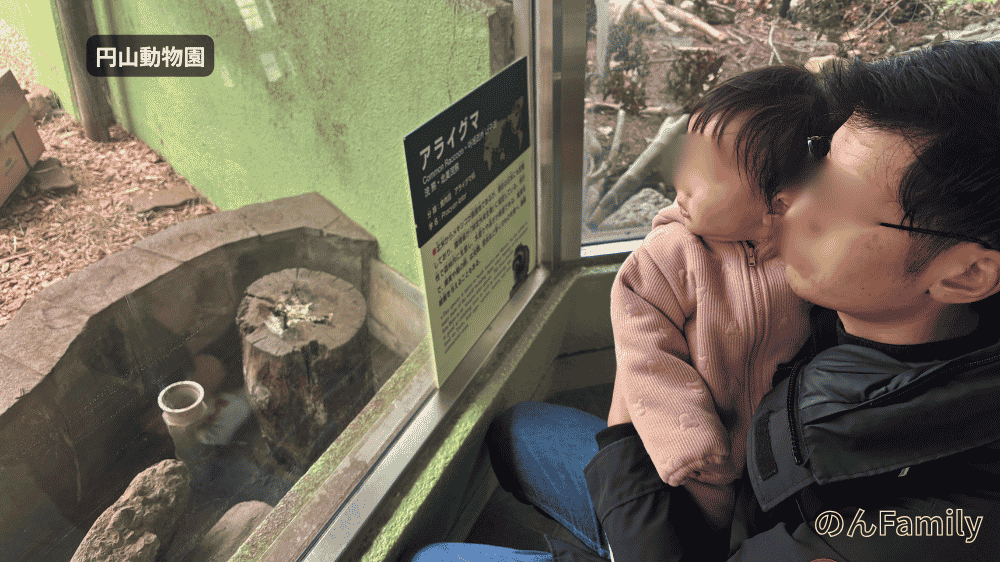 札幌の円山動物園で、アライグマの展示施設のガラス越しに中をじっと見つめる、パパに抱っこされた1歳1ヶ月の女の子の横顔